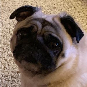 Meet your Posher, Iisa